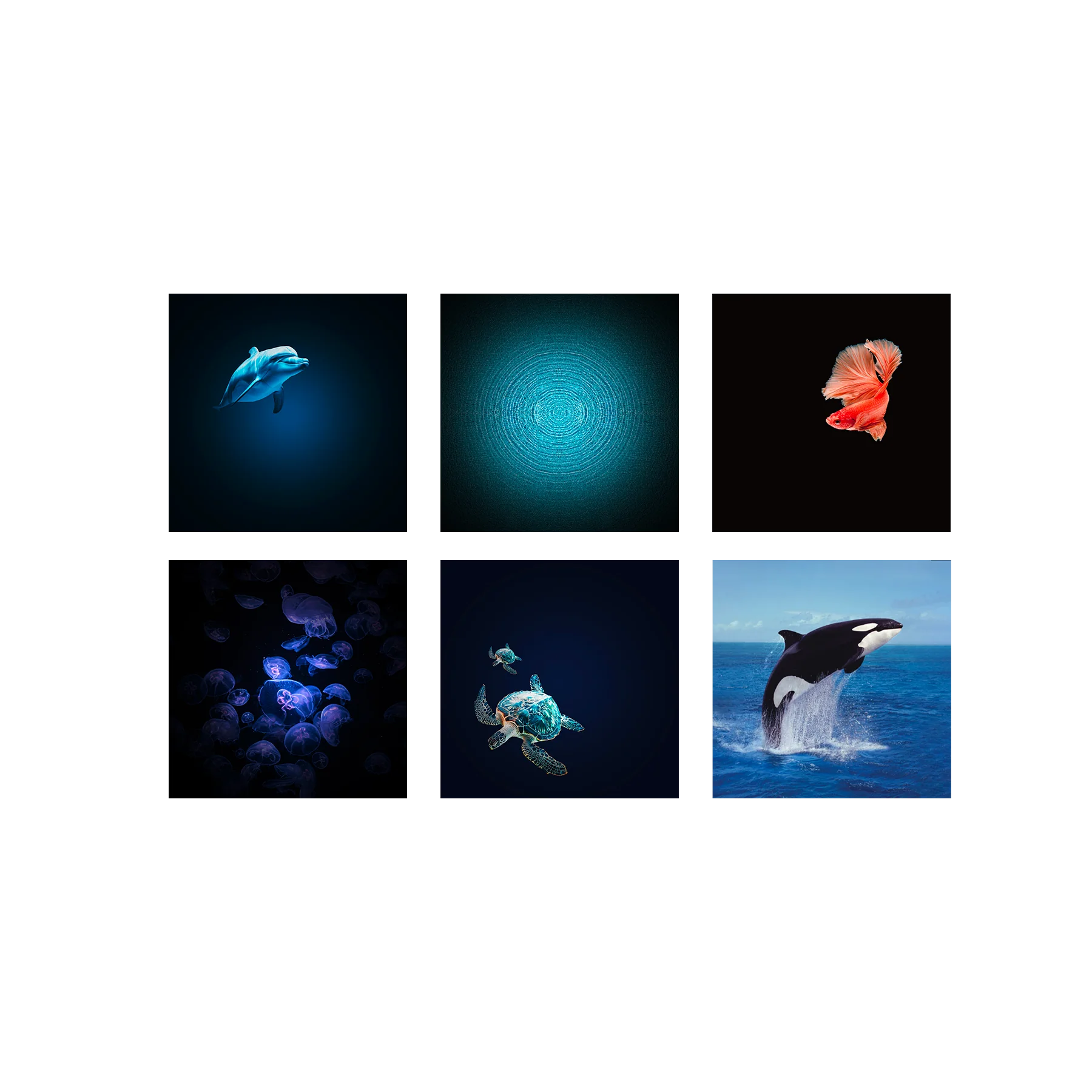 Miniature 4